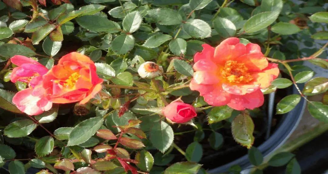 Two roses are shown in a garden.