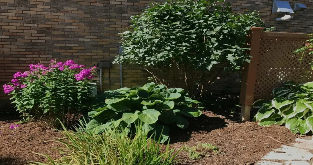 A garden with plants and flowers in the foreground.