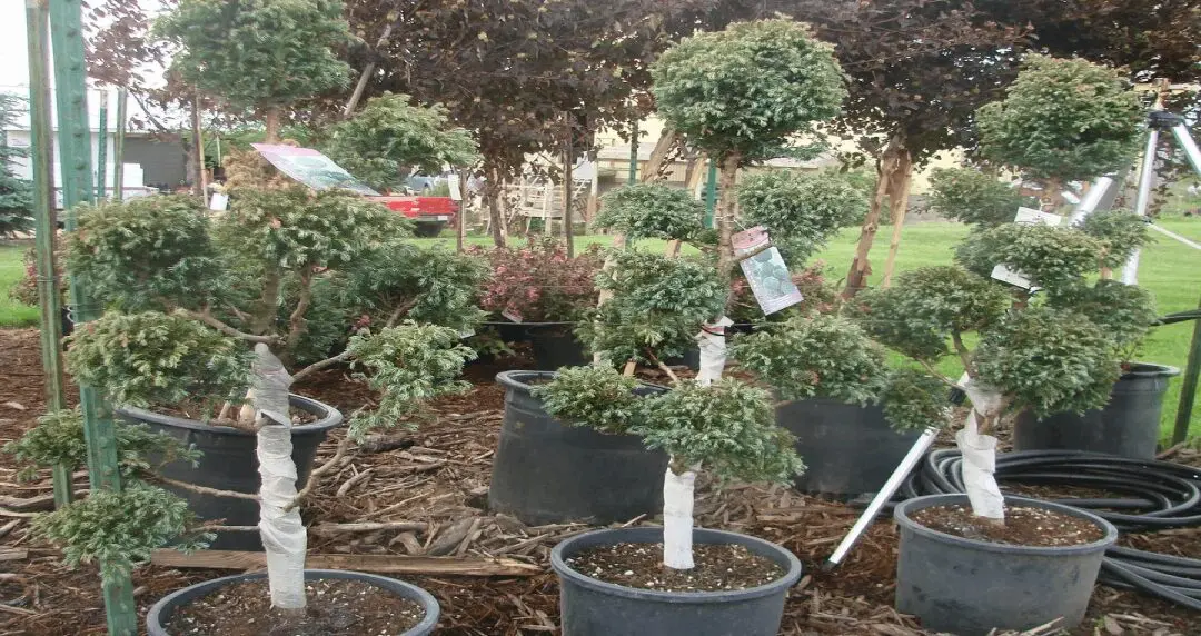 A group of potted trees in the dirt.