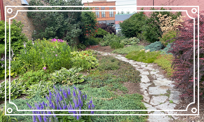 A garden with many plants and flowers