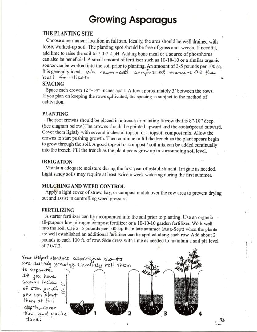 Asparagus plant growth stages in soil.