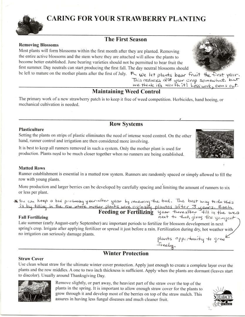 Strawberry planting guide with illustrations.